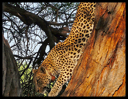 leopard
